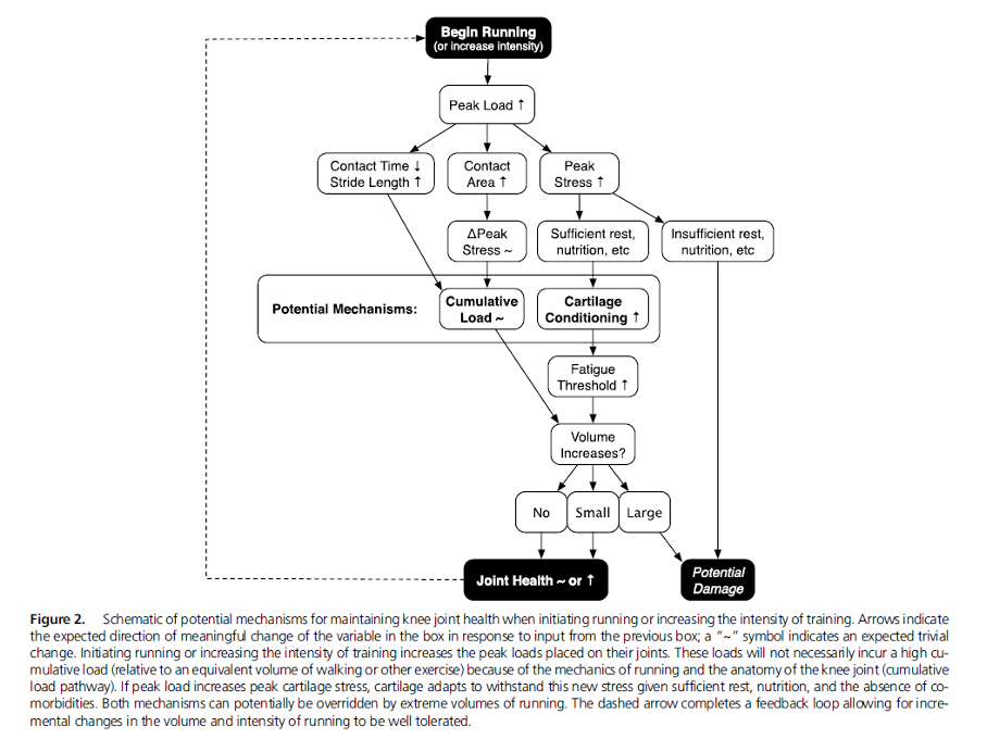 Joggen bei Arthrose, wissenschaftliche Abbildung